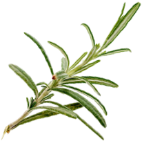 rosemary